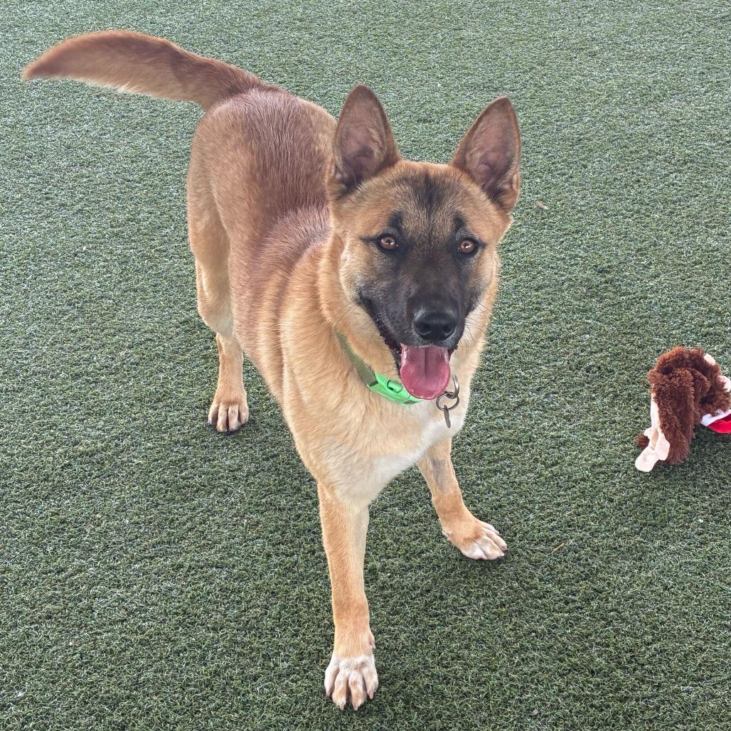 Enlarge Cutie, a Adoptable mixed breed in Riverside, CA image 4/6