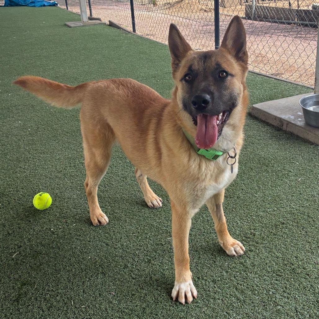 Enlarge Cutie, a Adoptable mixed breed in Riverside, CA image 5/6