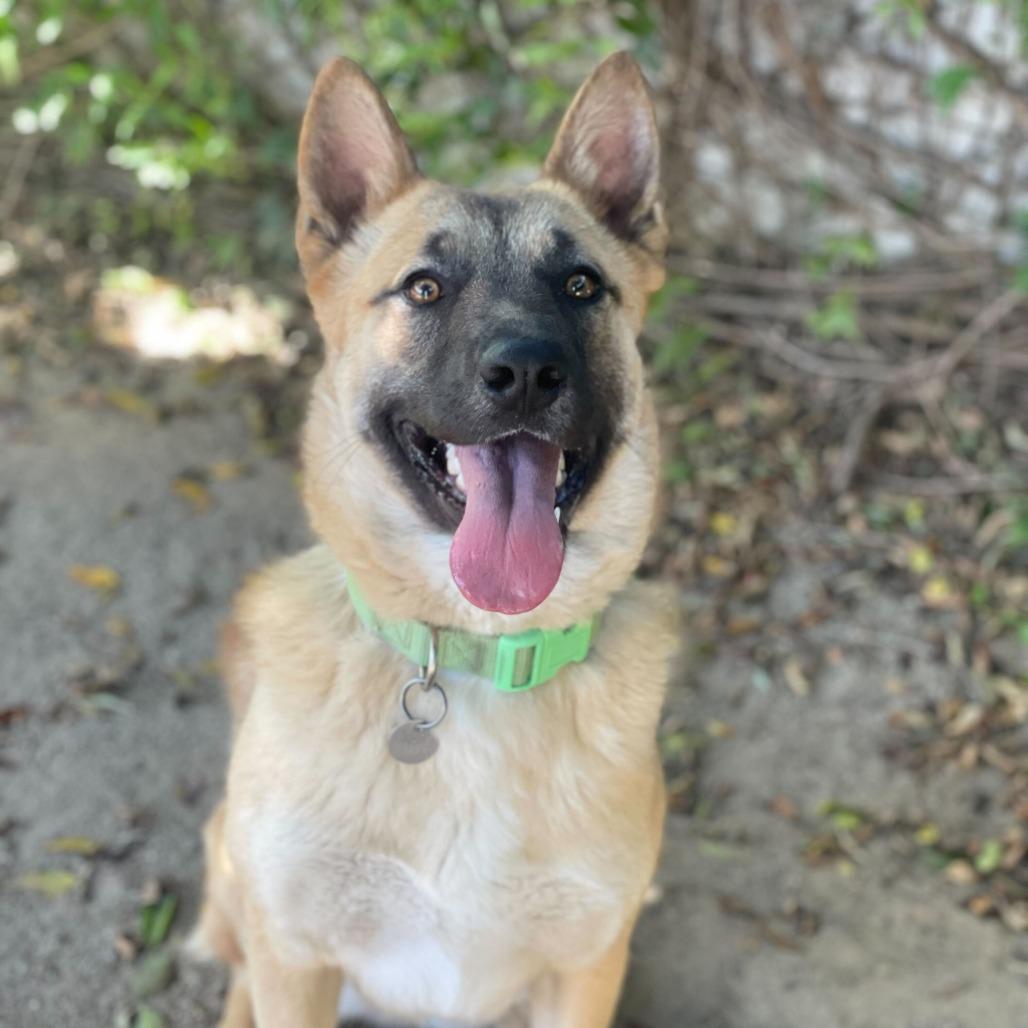 Enlarge Cutie, a Adoptable mixed breed in Riverside, CA image 3/4
