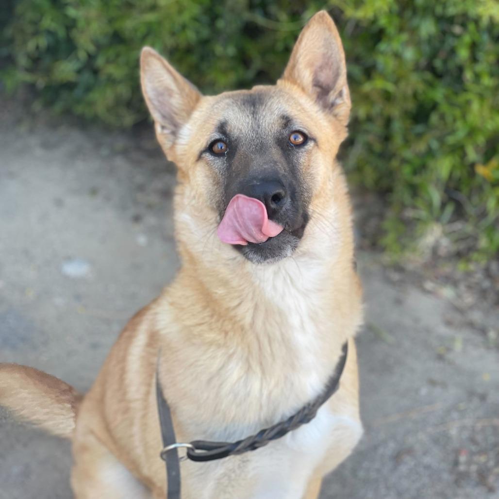 Enlarge Cutie, a Adoptable mixed breed in Riverside, CA image 4/4