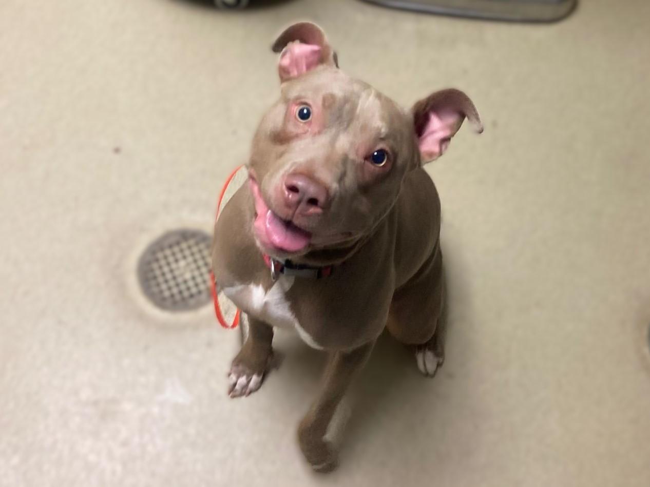 Enlarge PEBBLES, a Adoptable mixed breed in Chapel Hill, NC image 1/1