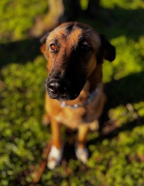 Shasta, Adoptable, Adult Female German Shepherd Dog.