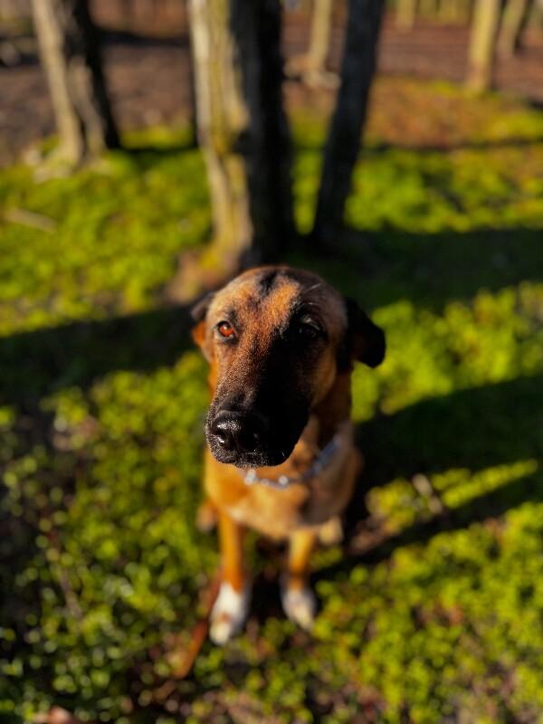 Enlarge Shasta, a Adoptable mixed breed in Seattle, WA image 2/6