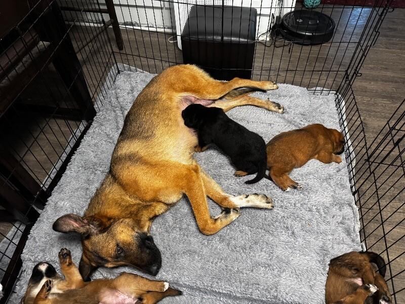 Enlarge Shasta, a Adoptable mixed breed in Seattle, WA image 3/6