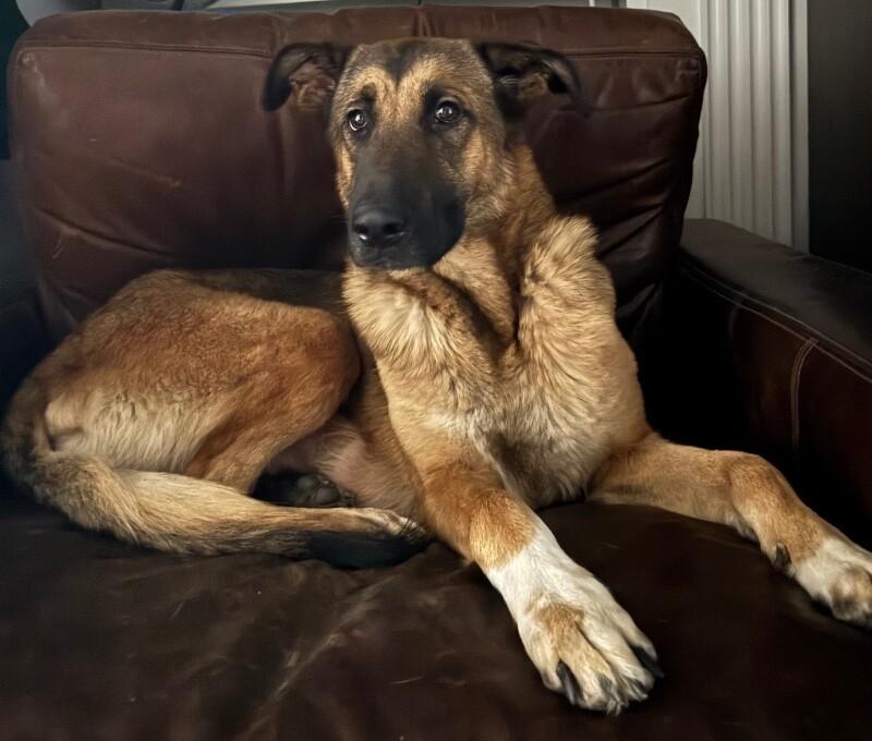 Enlarge Shasta, a Adoptable mixed breed in Seattle, WA image 4/6