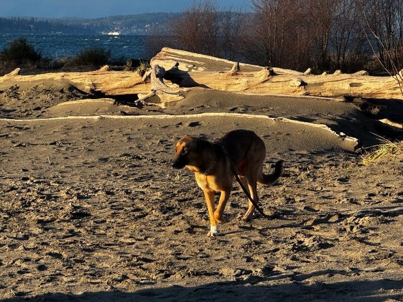 Enlarge Shasta, a Adoptable mixed breed in Seattle, WA image 5/6