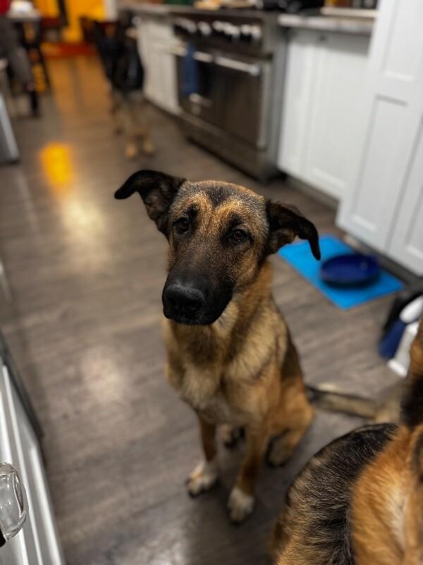 Enlarge Shasta, a Adoptable mixed breed in Seattle, WA image 6/6