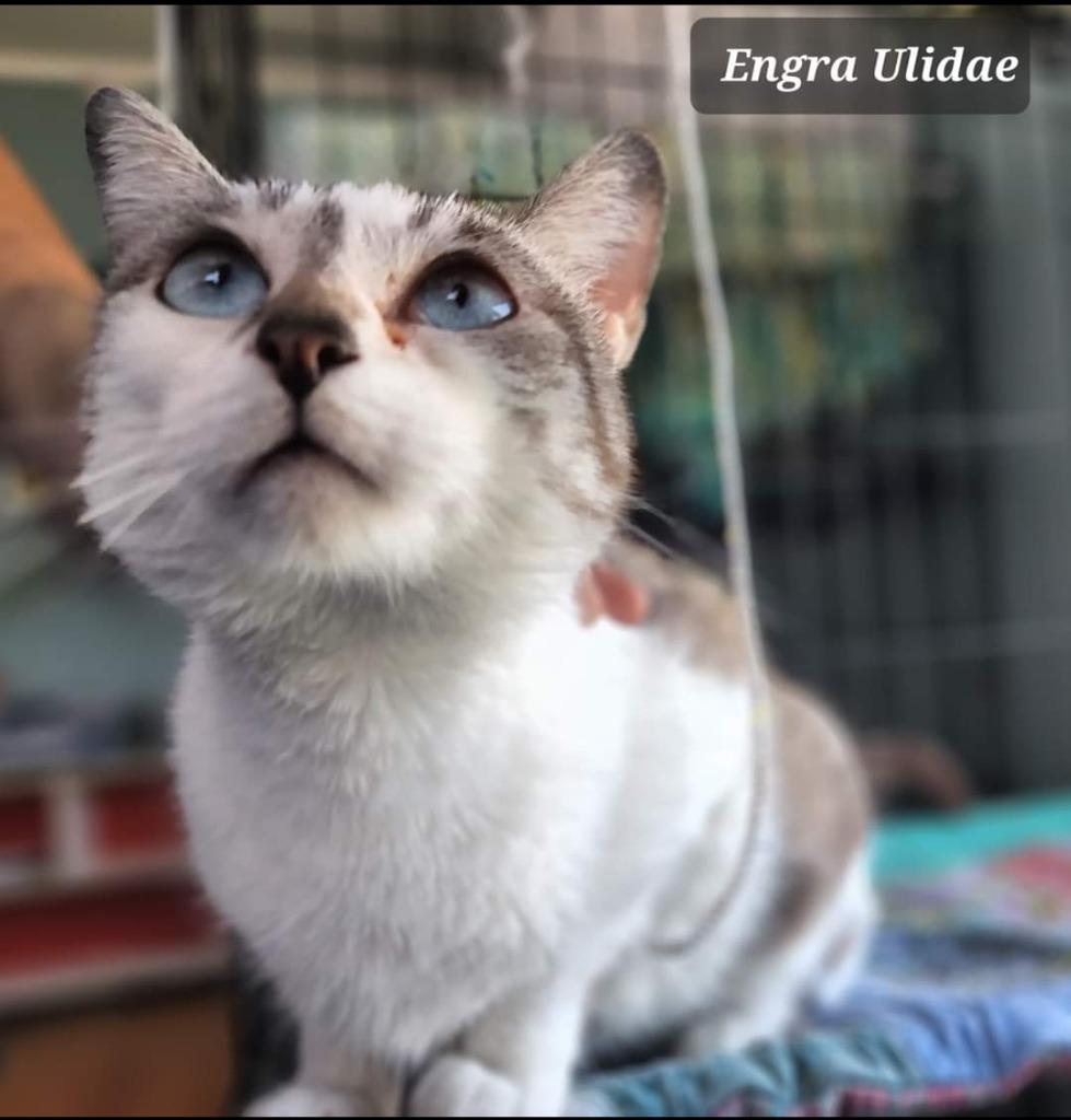 Enlarge Engra Ulidae, a Adoptable mixed breed in El Dorado, AR image 1/1
