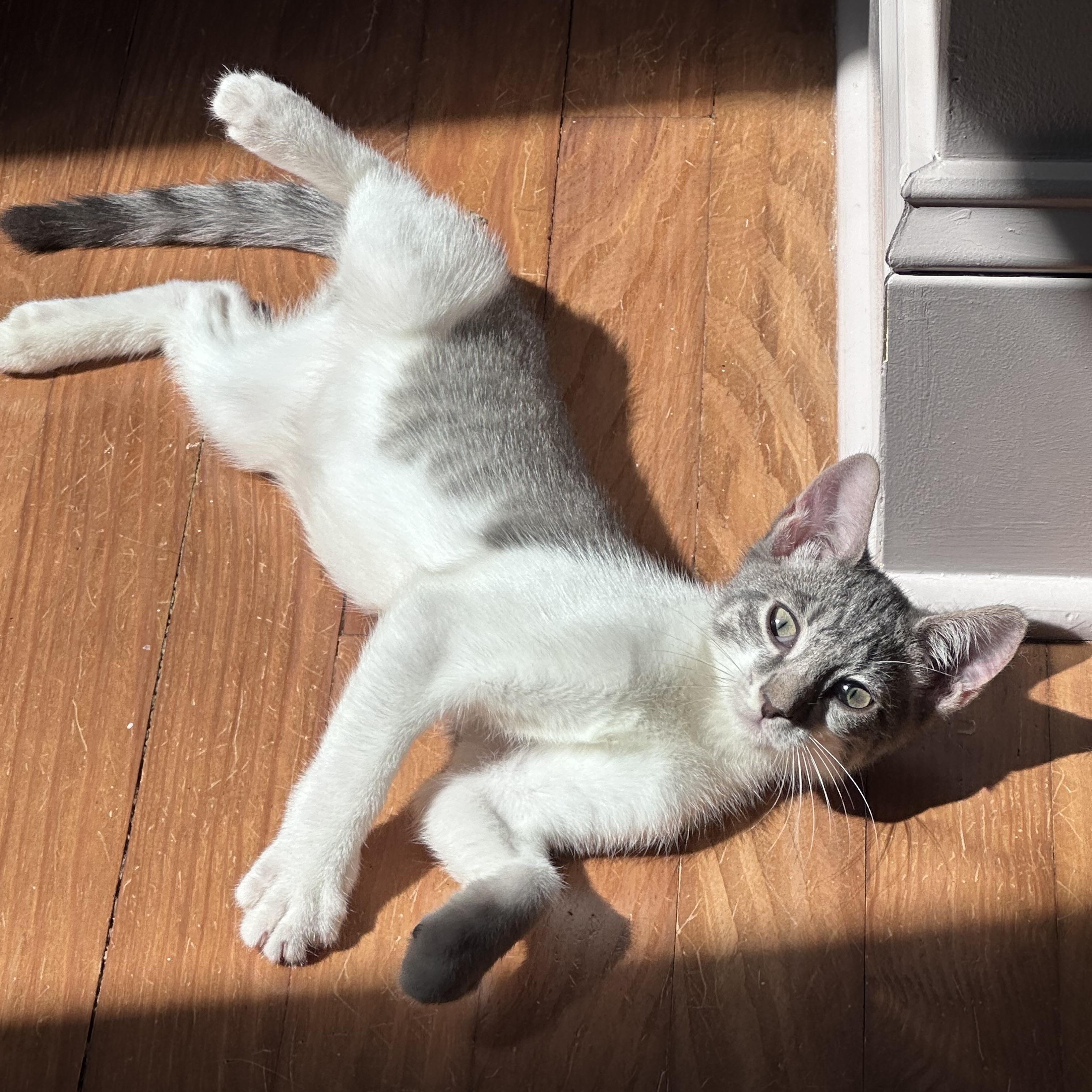 Oscar