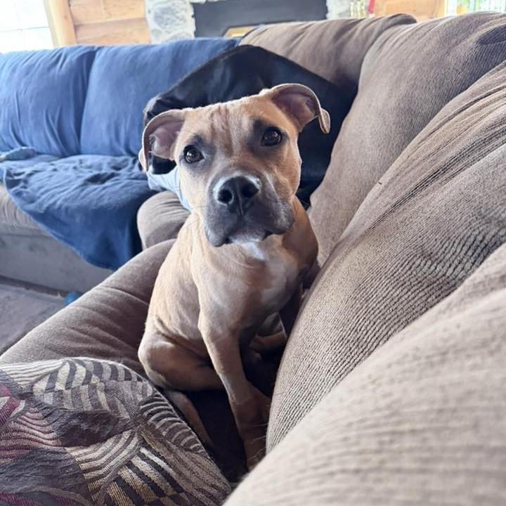 Scrappy Doo, Adoptable, Young Male Mixed Breed & Pit Bull Terrier.