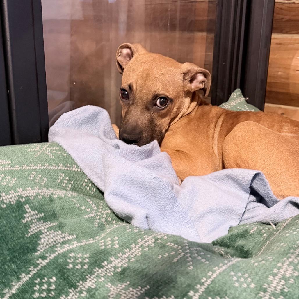 Enlarge Scrappy Doo, a Adoptable mixed breed in Northville, MI image 2/6