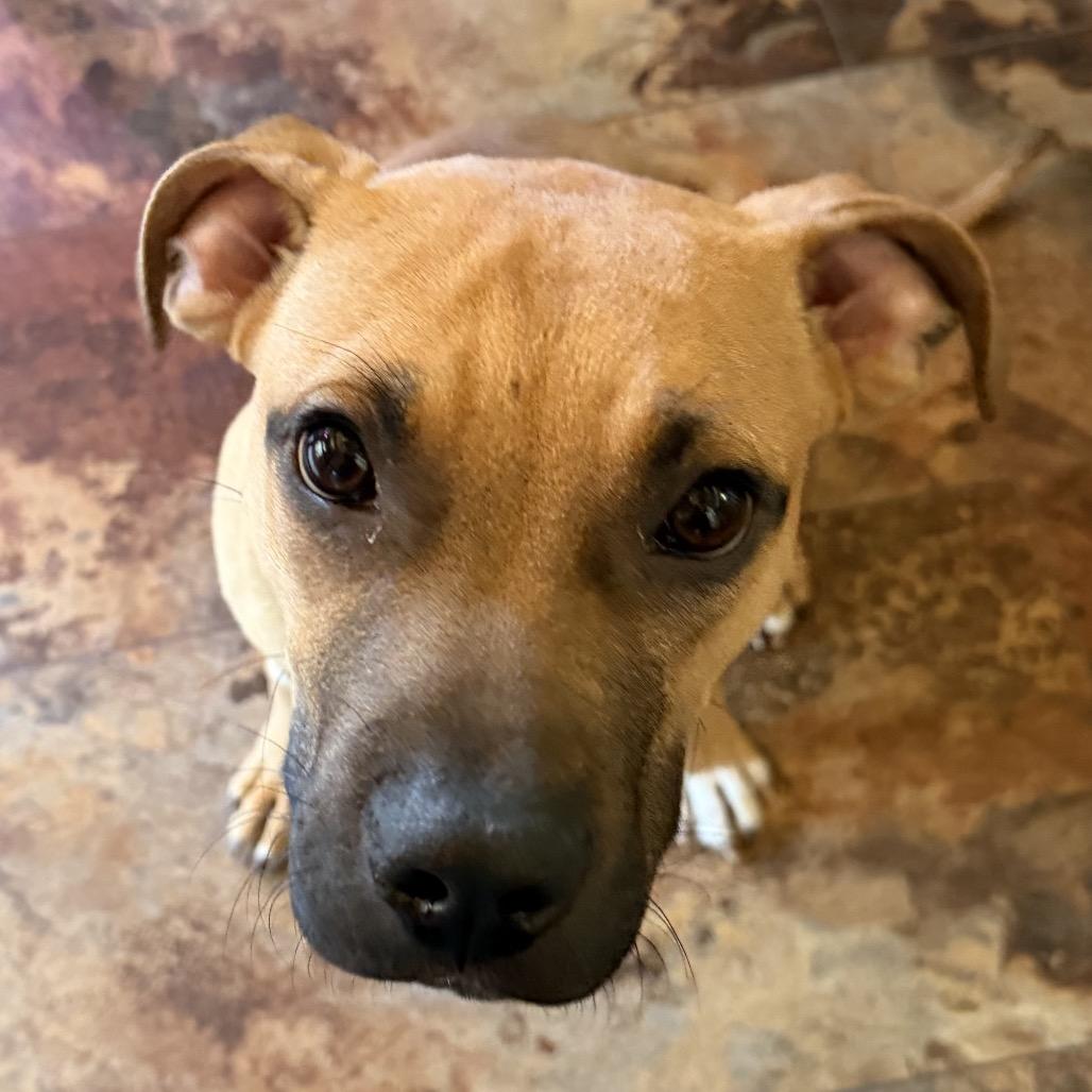 Enlarge Scrappy Doo, a Adoptable mixed breed in Northville, MI image 3/6