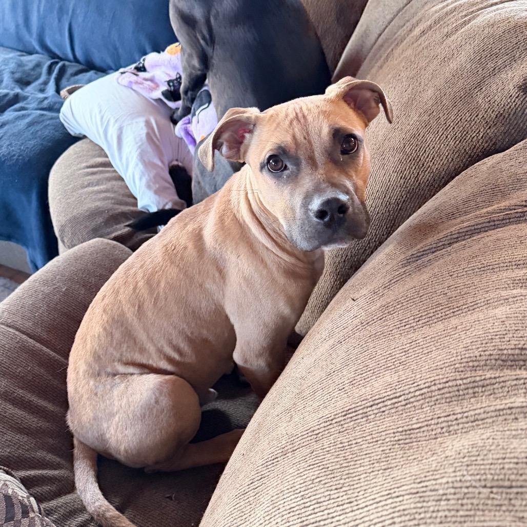 Enlarge Scrappy Doo, a Adoptable mixed breed in Northville, MI image 4/6