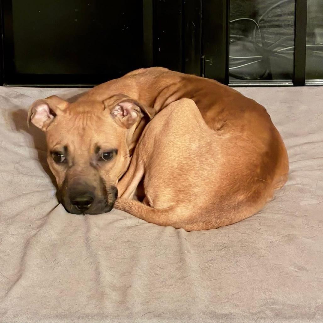 Enlarge Scrappy Doo, a Adoptable mixed breed in Northville, MI image 5/6