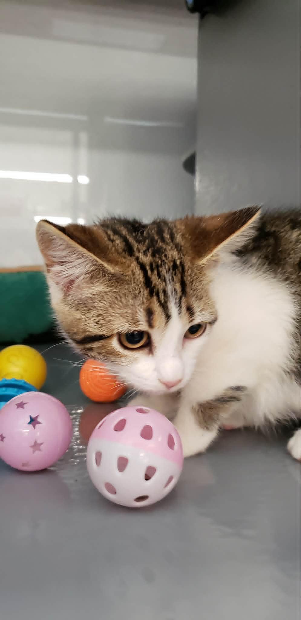 Maggie, ADOPTABLE, Kitten Female Domestic Short Hair.