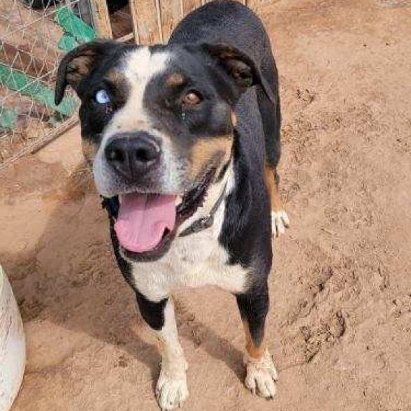 Argo, Adoptable, Adult Male Bernese Mountain Dog & Mixed Breed.