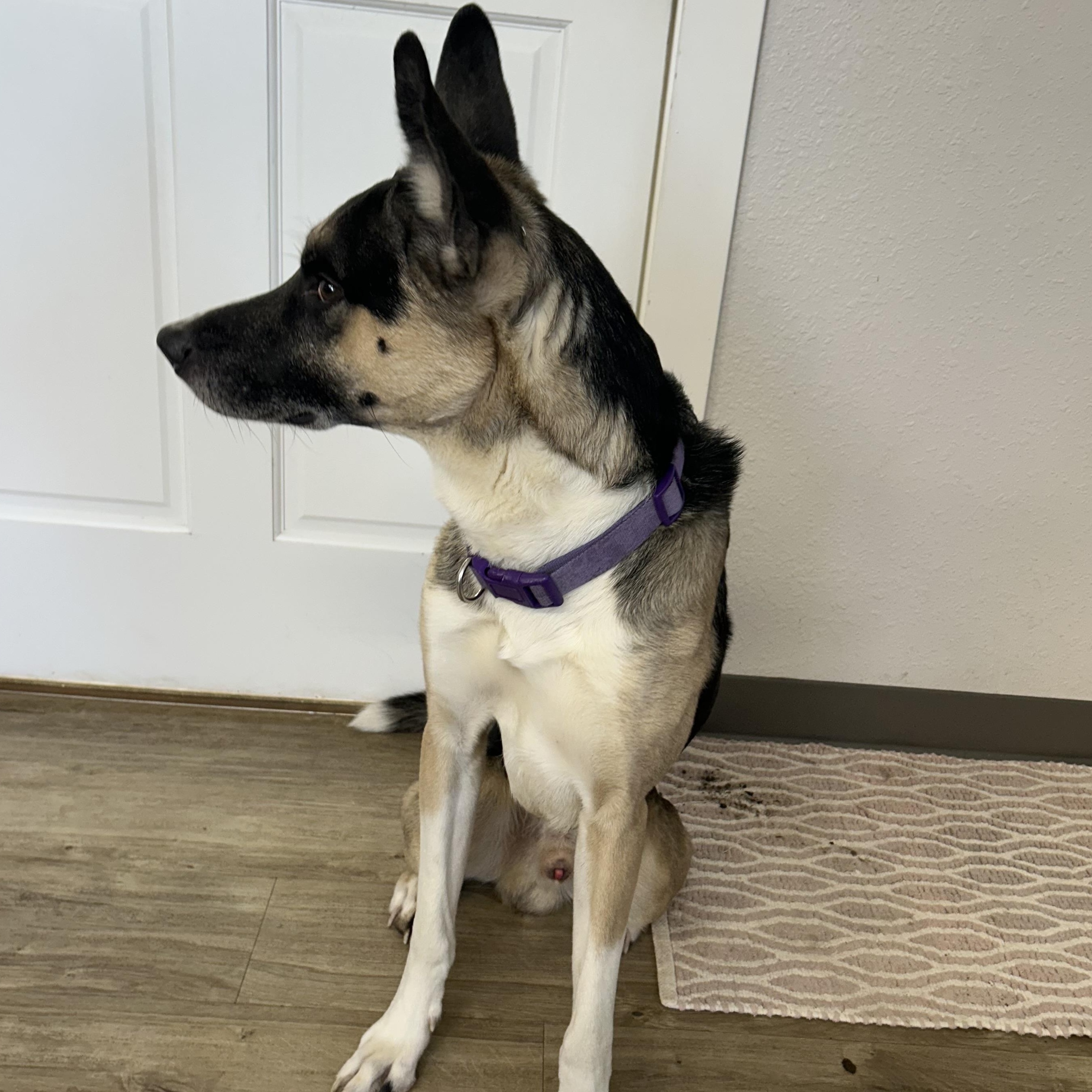 Zorro, a ADOPTABLE Mixed Breed in Jamestown, ND image 3/5
