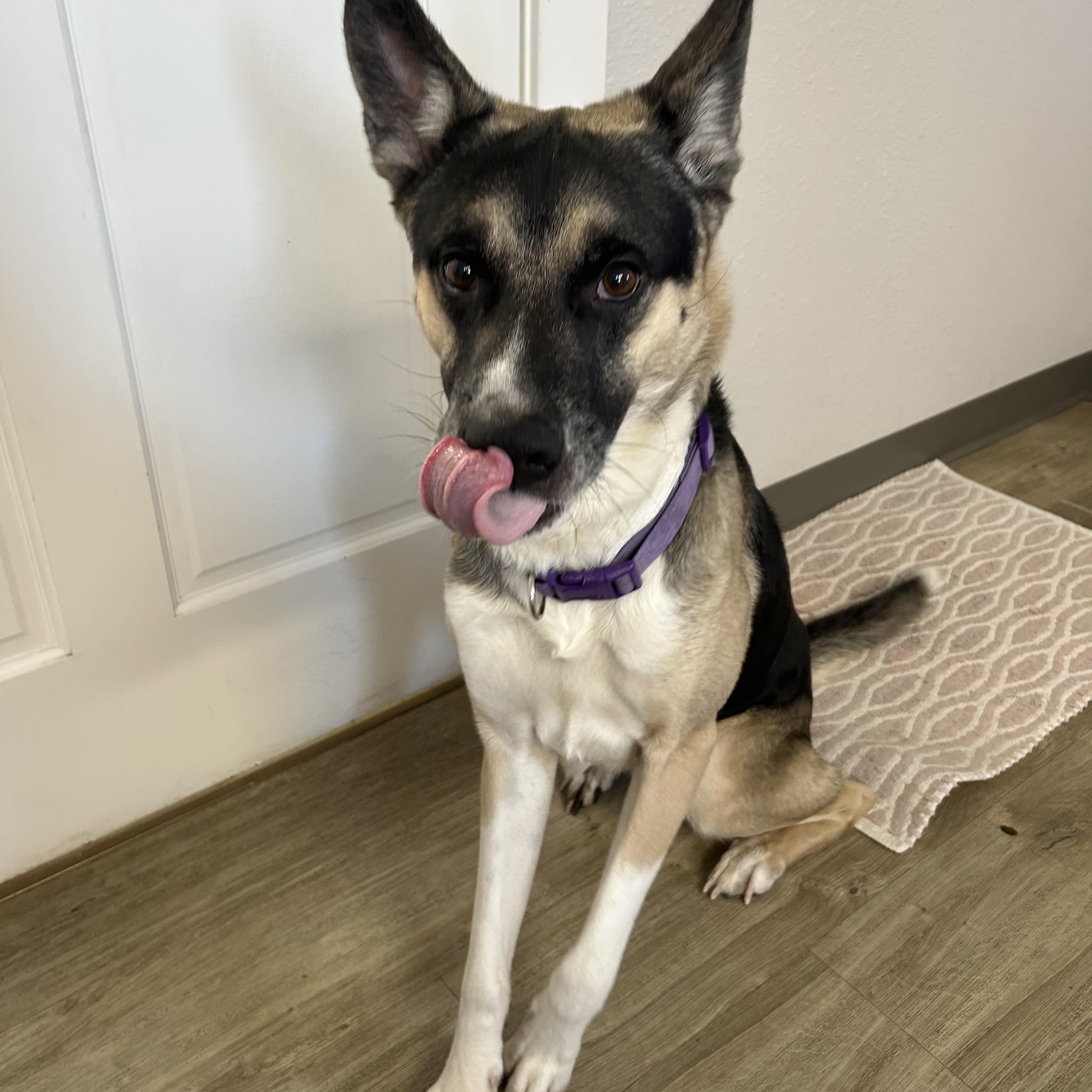 Zorro, a ADOPTABLE Mixed Breed in Jamestown, ND image 5/5