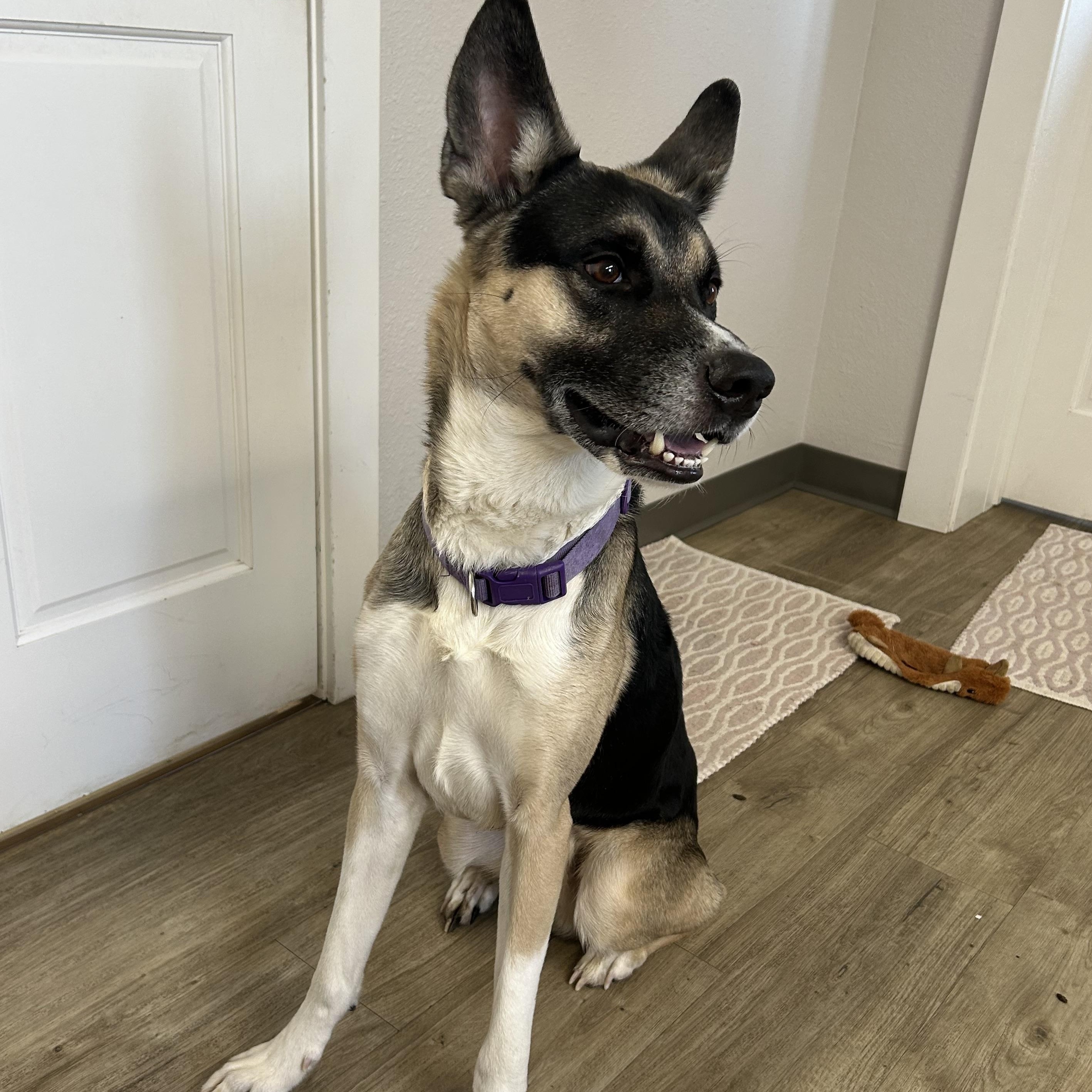 Zorro, a ADOPTABLE Mixed Breed in Jamestown, ND image 2/5