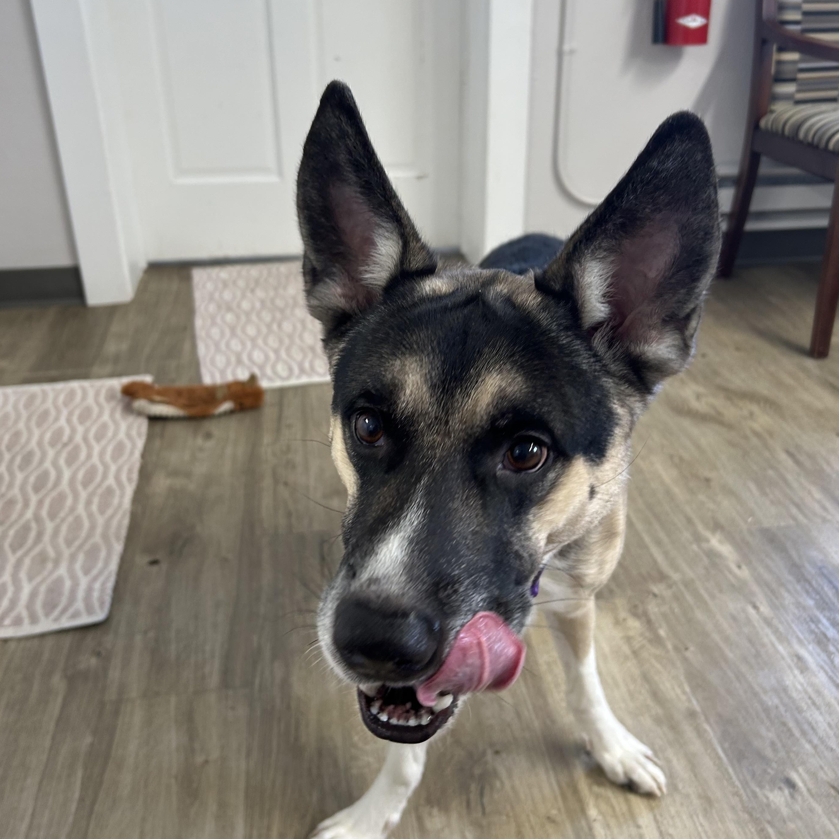 Zorro, a ADOPTABLE Mixed Breed in Jamestown, ND image 4/5