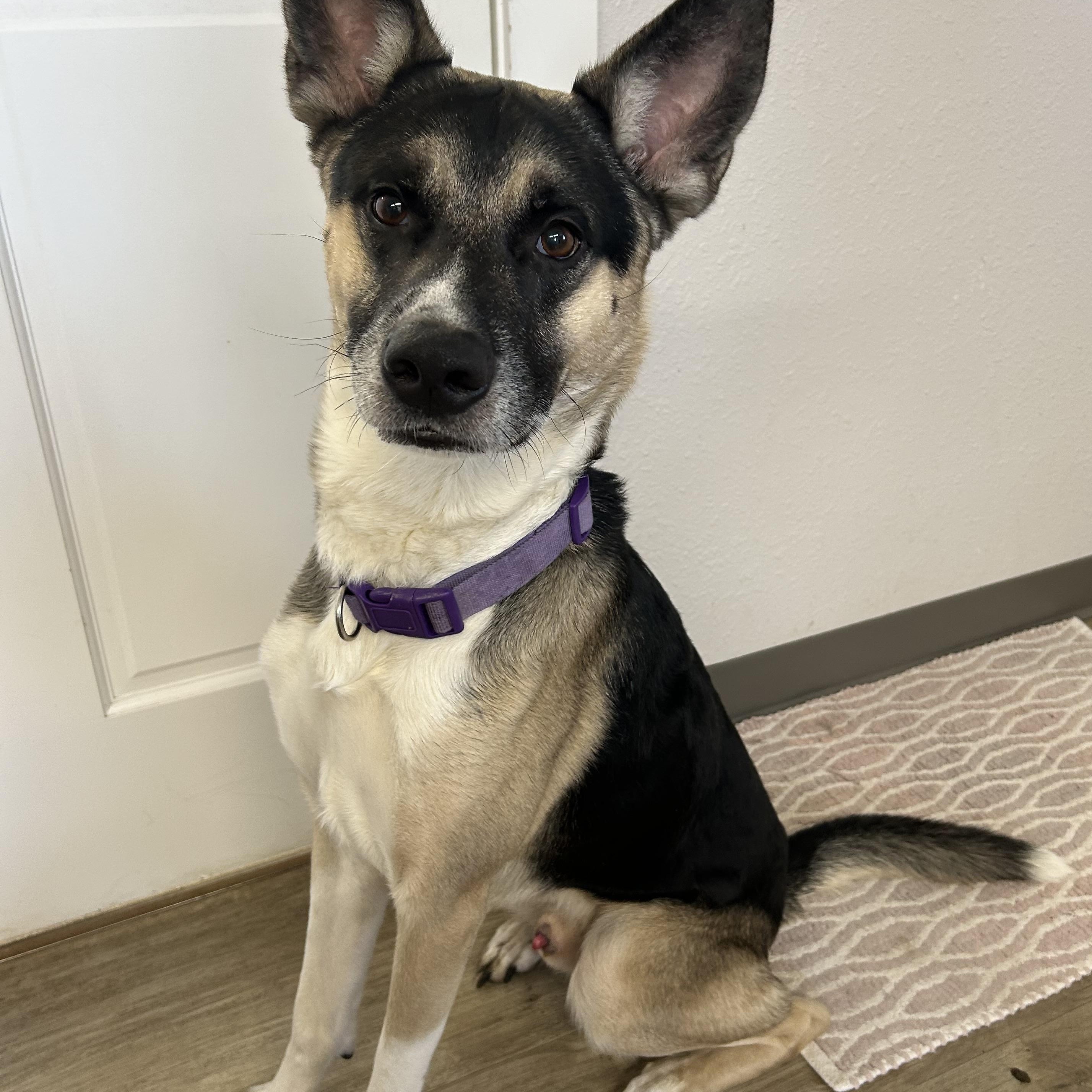 Zorro, a ADOPTABLE Mixed Breed in Jamestown, ND image 1/5