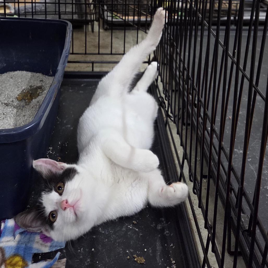 Patch — thumbnail 2