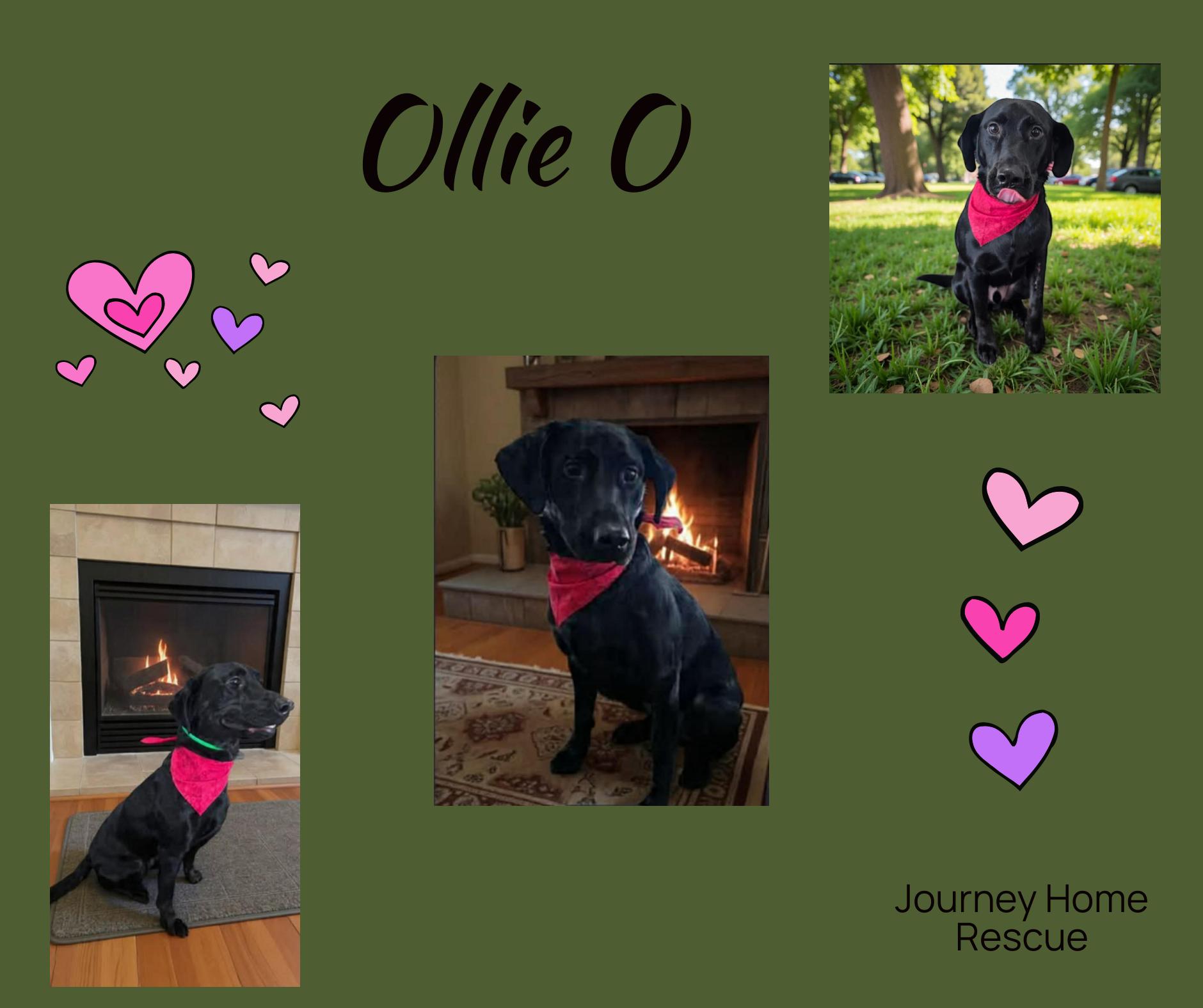 Enlarge Ollie O, a ADOPTABLE mixed breed in East Wenatchee, WA image 1/1