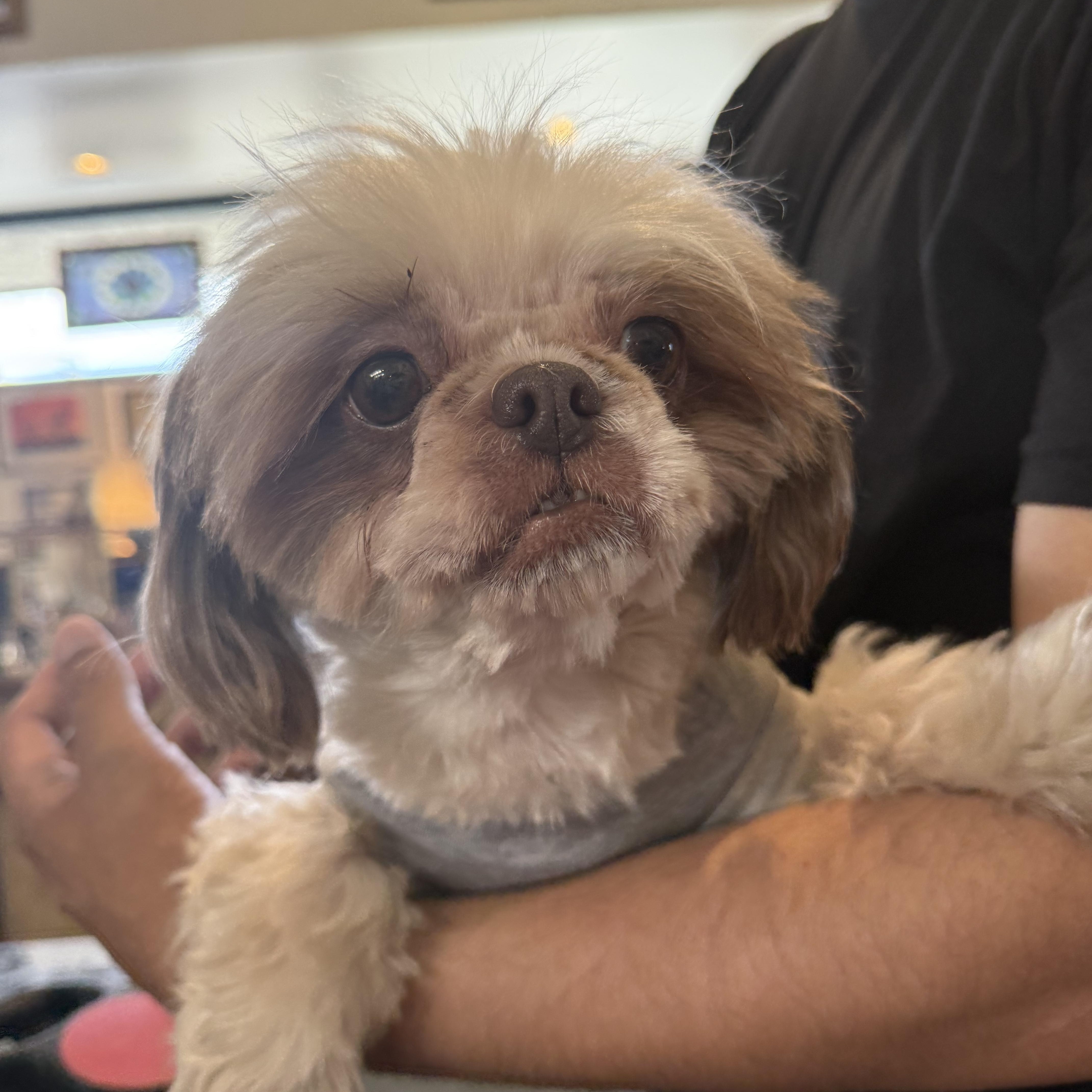 Enlarge Zoey, a Adoptable mixed breed in Glendale, CA image 4/4