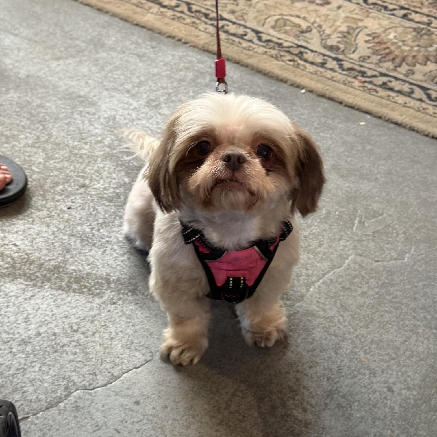 Zoey, adopted, Adult Female Shih Tzu.