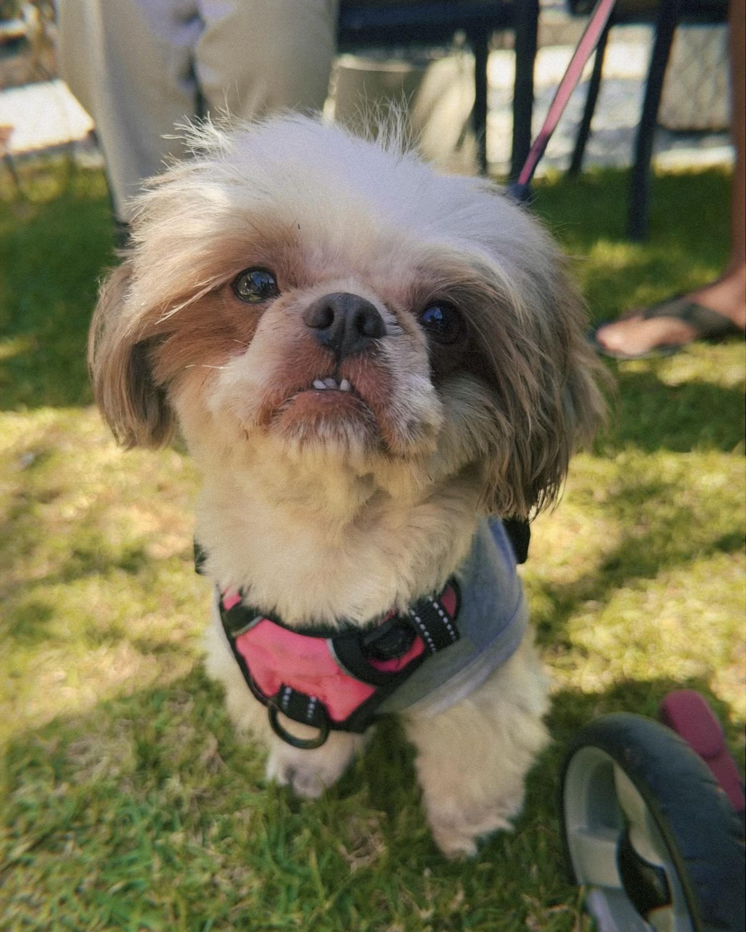 Enlarge Zoey, a Adoptable mixed breed in Glendale, CA image 2/4