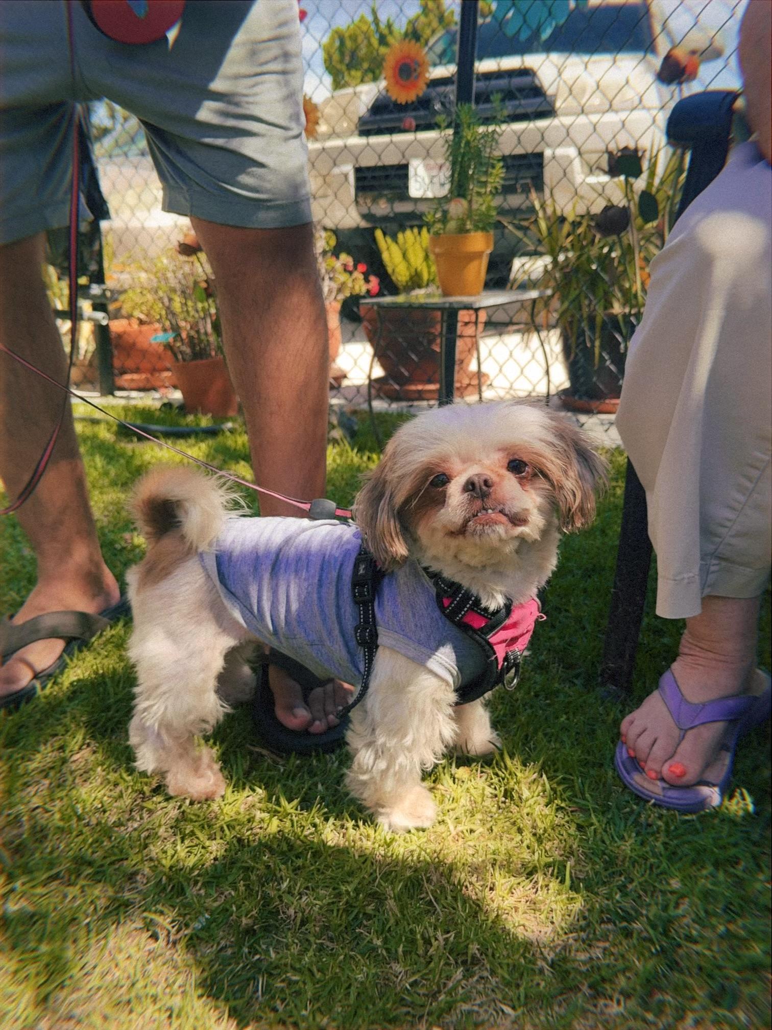 Enlarge Zoey, a Adoptable mixed breed in Glendale, CA image 3/4