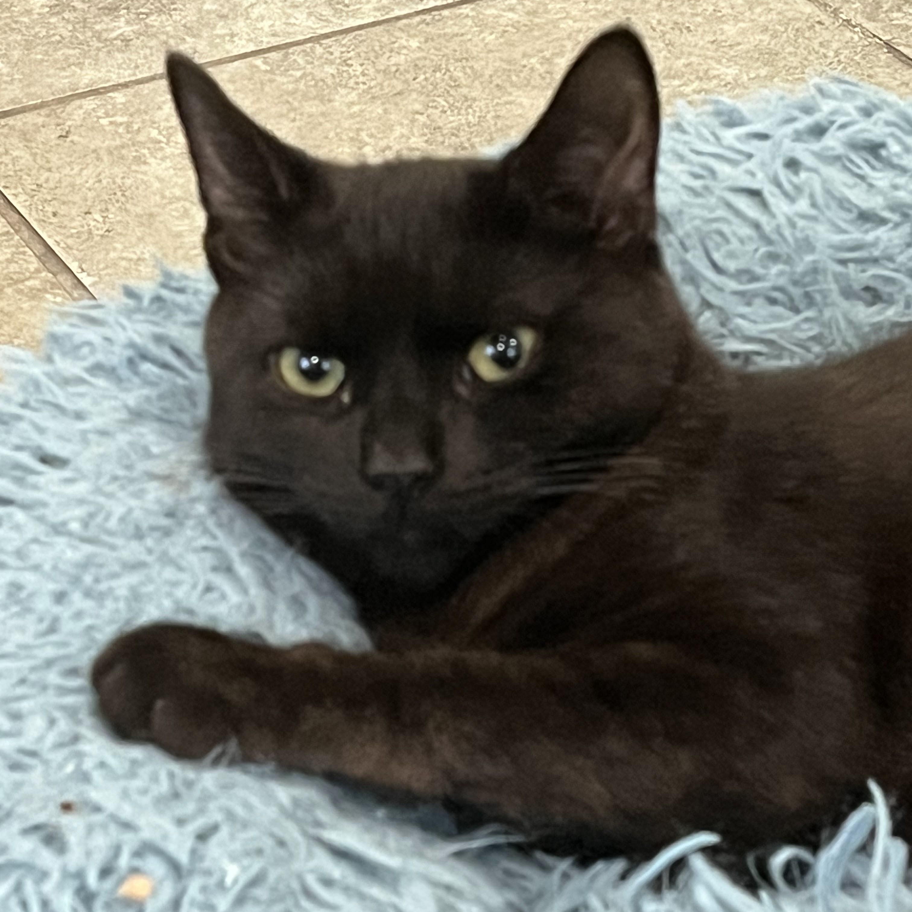 Vinnie, Adoptable, Kitten Male Domestic Short Hair.