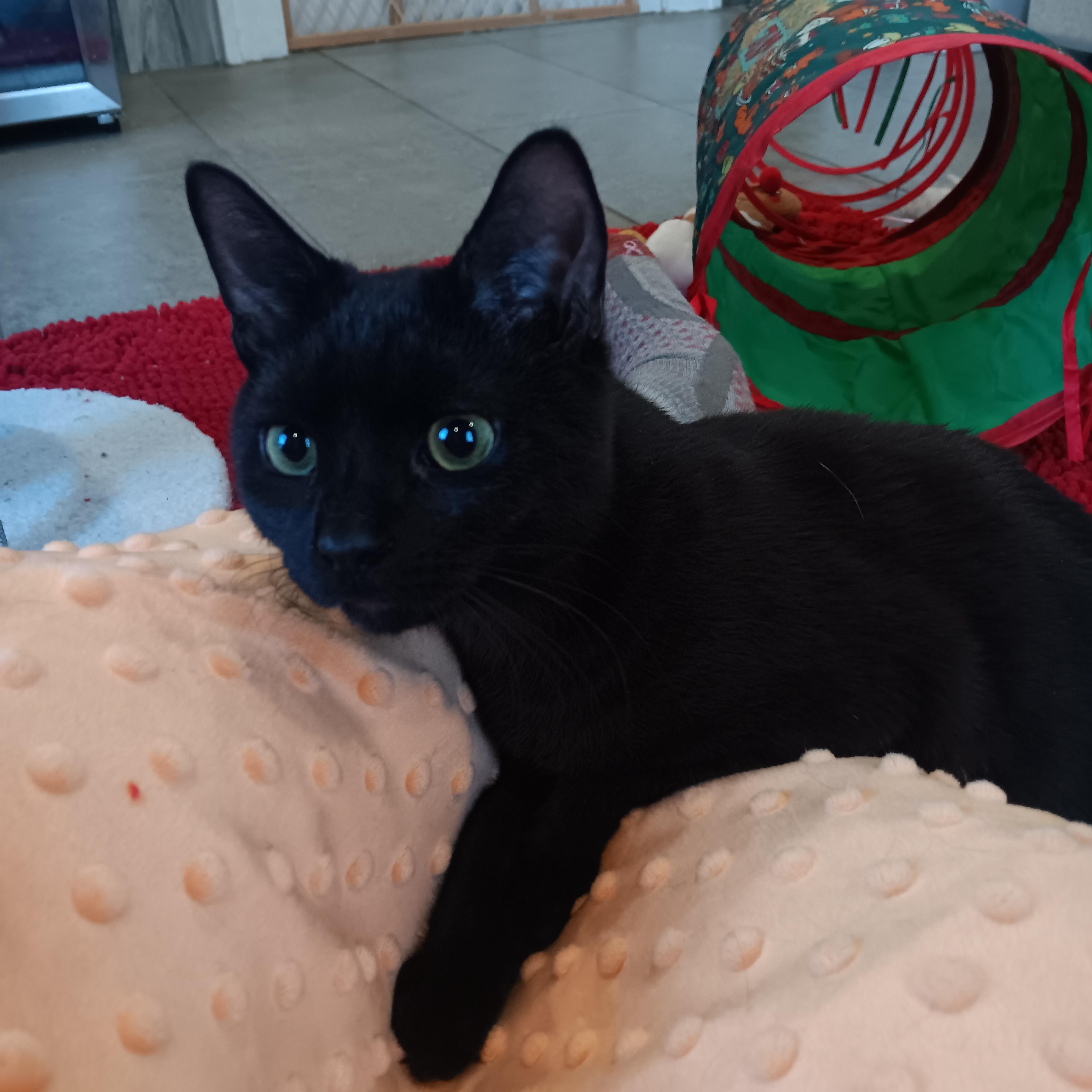 Enlarge Vinnie, a Adoptable mixed breed in Woodbury, NJ image 5/6