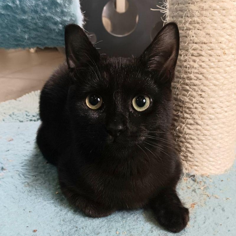 Enlarge Vinnie, a Adoptable mixed breed in Woodbury, NJ image 4/6