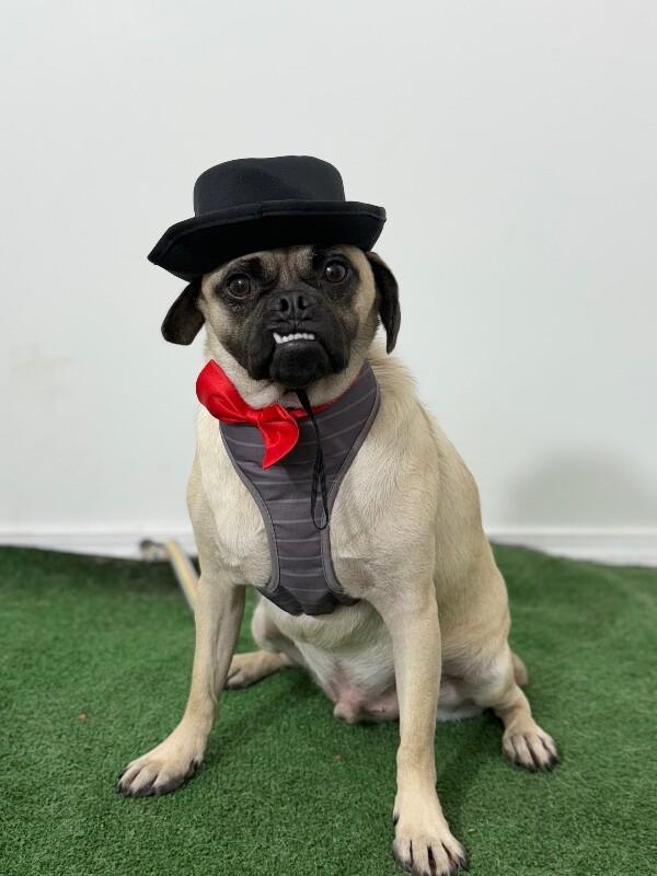 Mr. Snuggles thumbnail 2