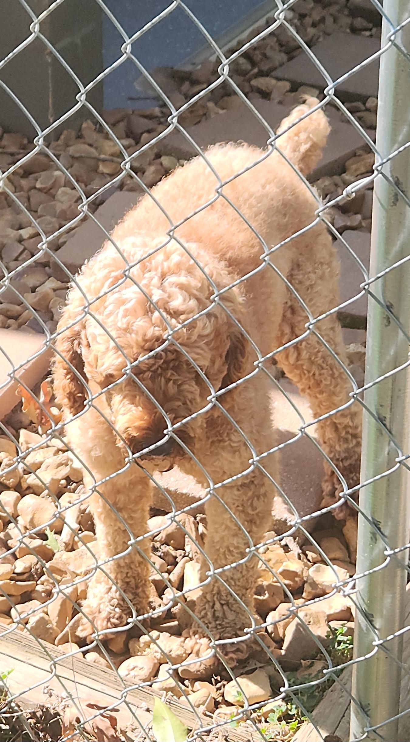 Enlarge Archie, a Adopted Poodle in Flintstone, GA image 2/5