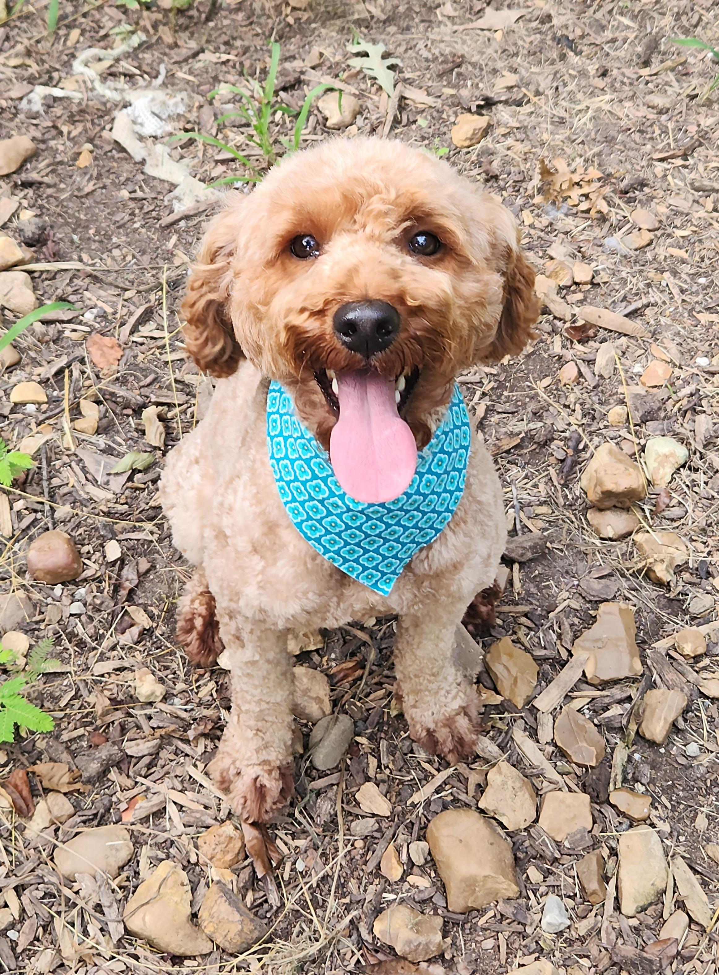 Archie, Adopted, Adult Male Poodle.