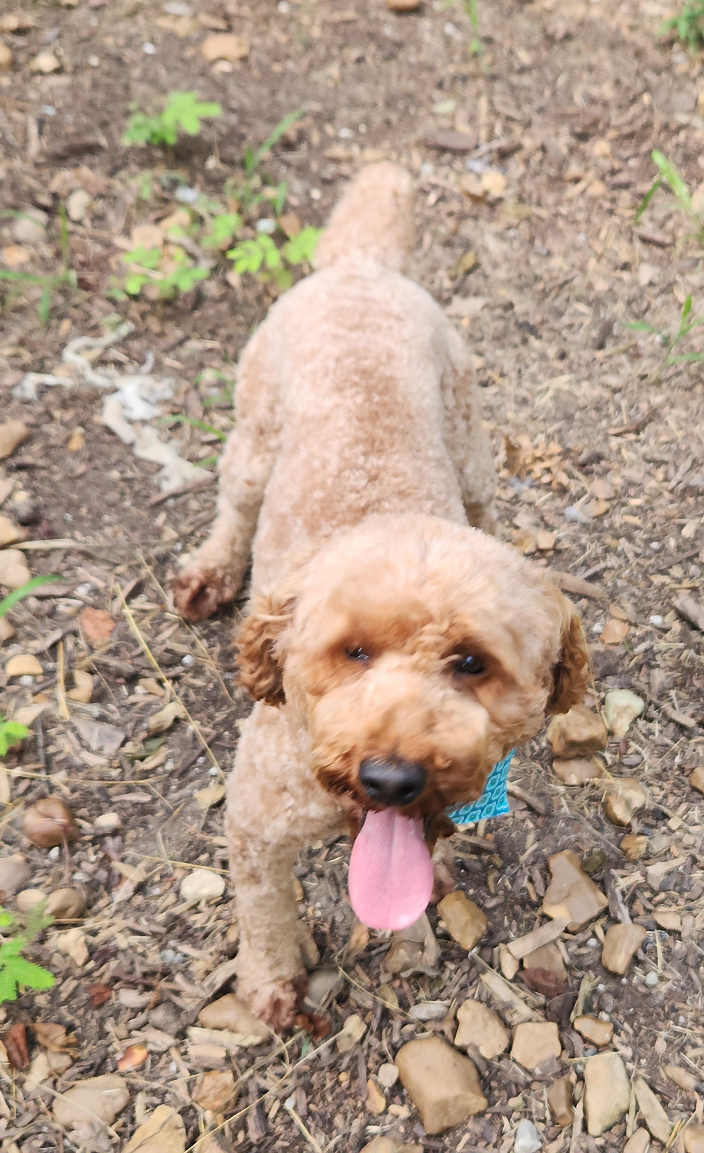 Enlarge Archie, a Adopted Poodle in Flintstone, GA image 5/5