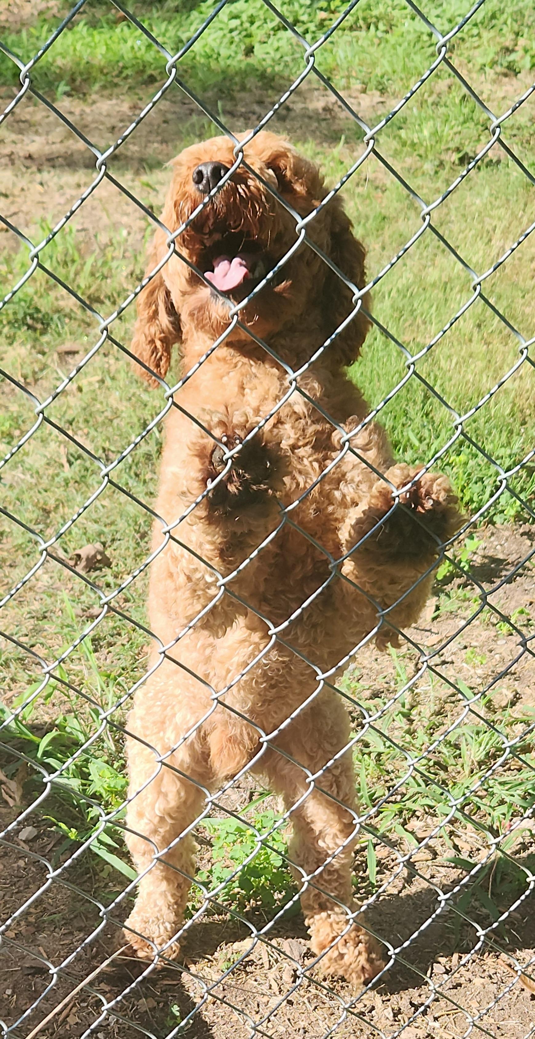 Enlarge Archie, a Adopted Poodle in Flintstone, GA image 4/5