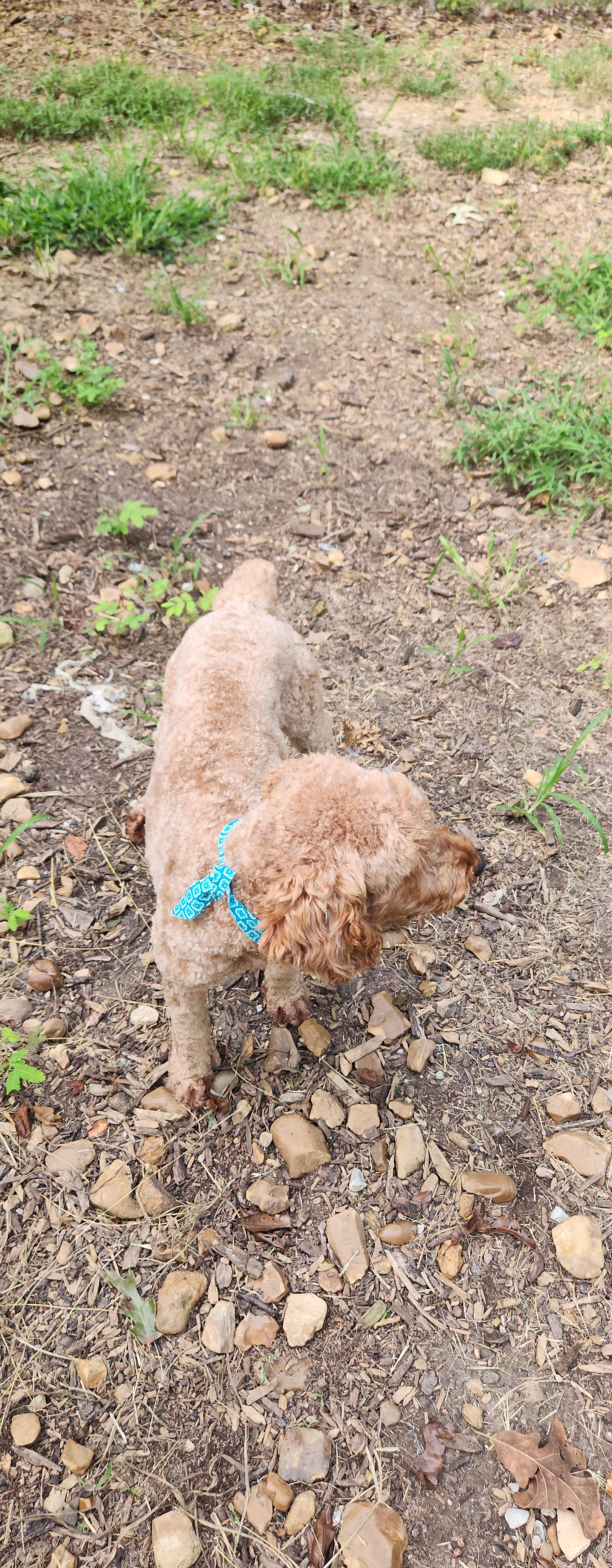 Enlarge Archie, a Adopted Poodle in Flintstone, GA image 3/5
