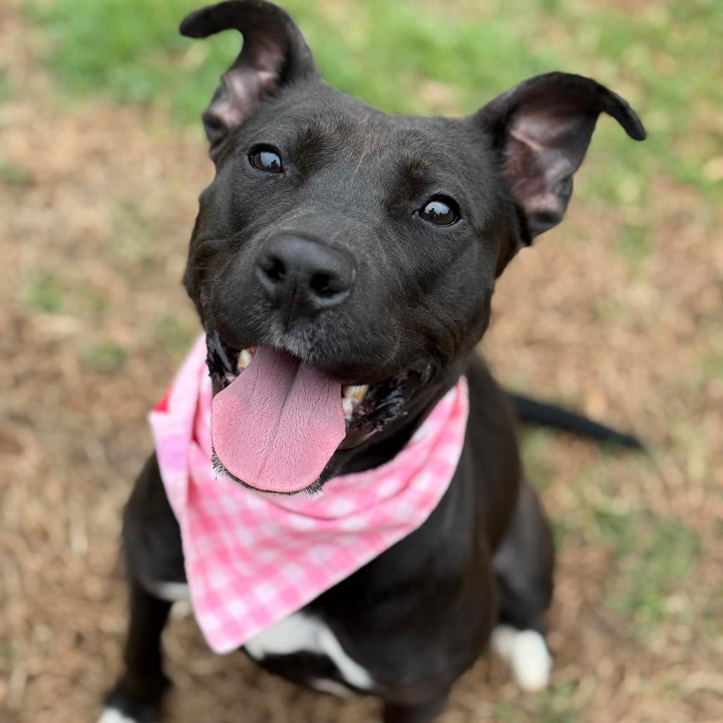 Enlarge Ladi, a Adoptable Black Labrador Retriever in Greensboro, NC image 1/6