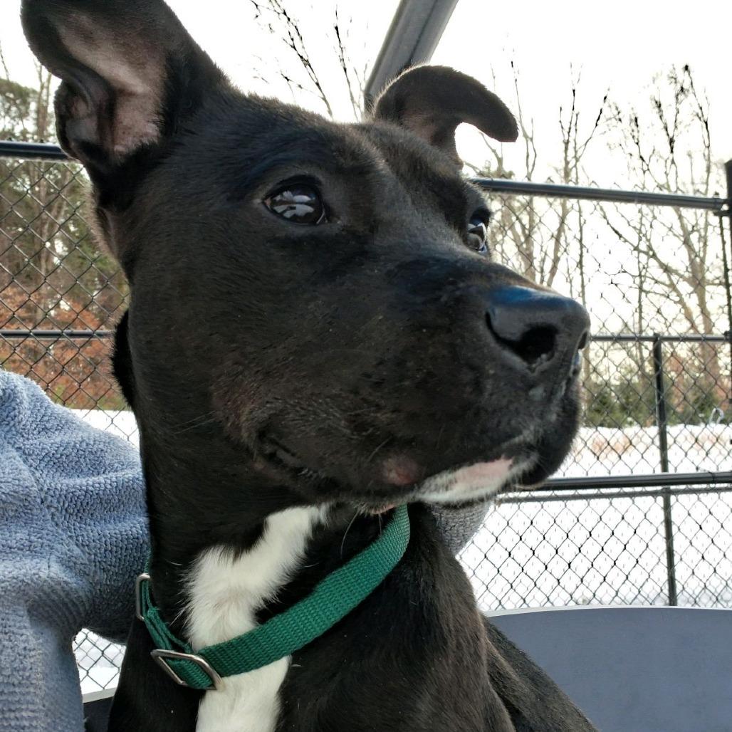 Enlarge Ladi, a Adoptable Black Labrador Retriever in Greensboro, NC image 3/6