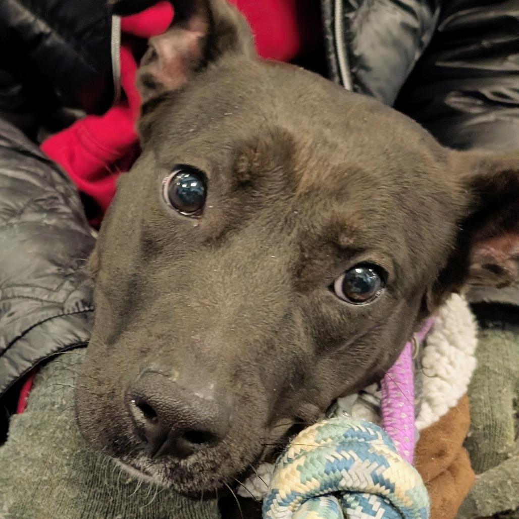 Enlarge Ladi, a Adoptable Black Labrador Retriever in Greensboro, NC image 4/6
