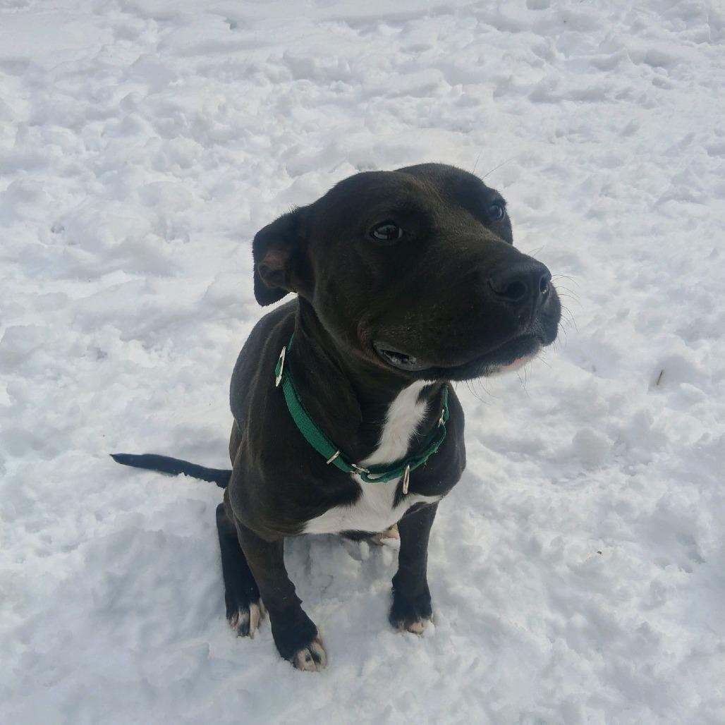 Enlarge Ladi, a Adoptable Black Labrador Retriever in Greensboro, NC image 6/6
