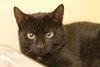 Enlarge Spunky, a Adoptable Domestic Short Hair in Lancaster, PA image 1/1