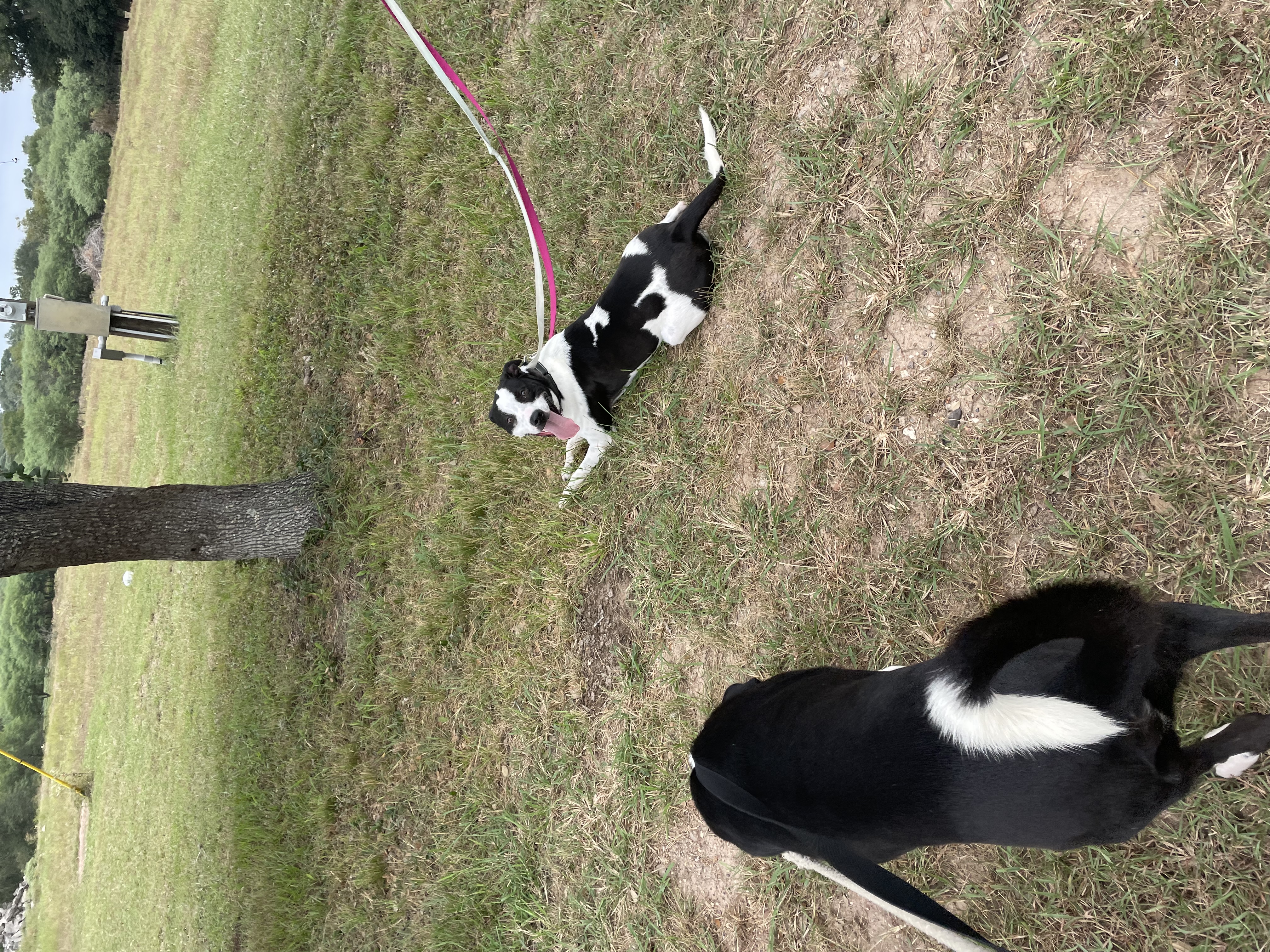 Enlarge Duke, a Adoptable mixed breed in Inez, TX image 1/6