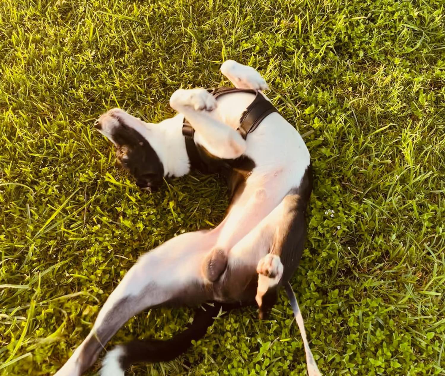 Enlarge Duke, a Adoptable mixed breed in Inez, TX image 2/6