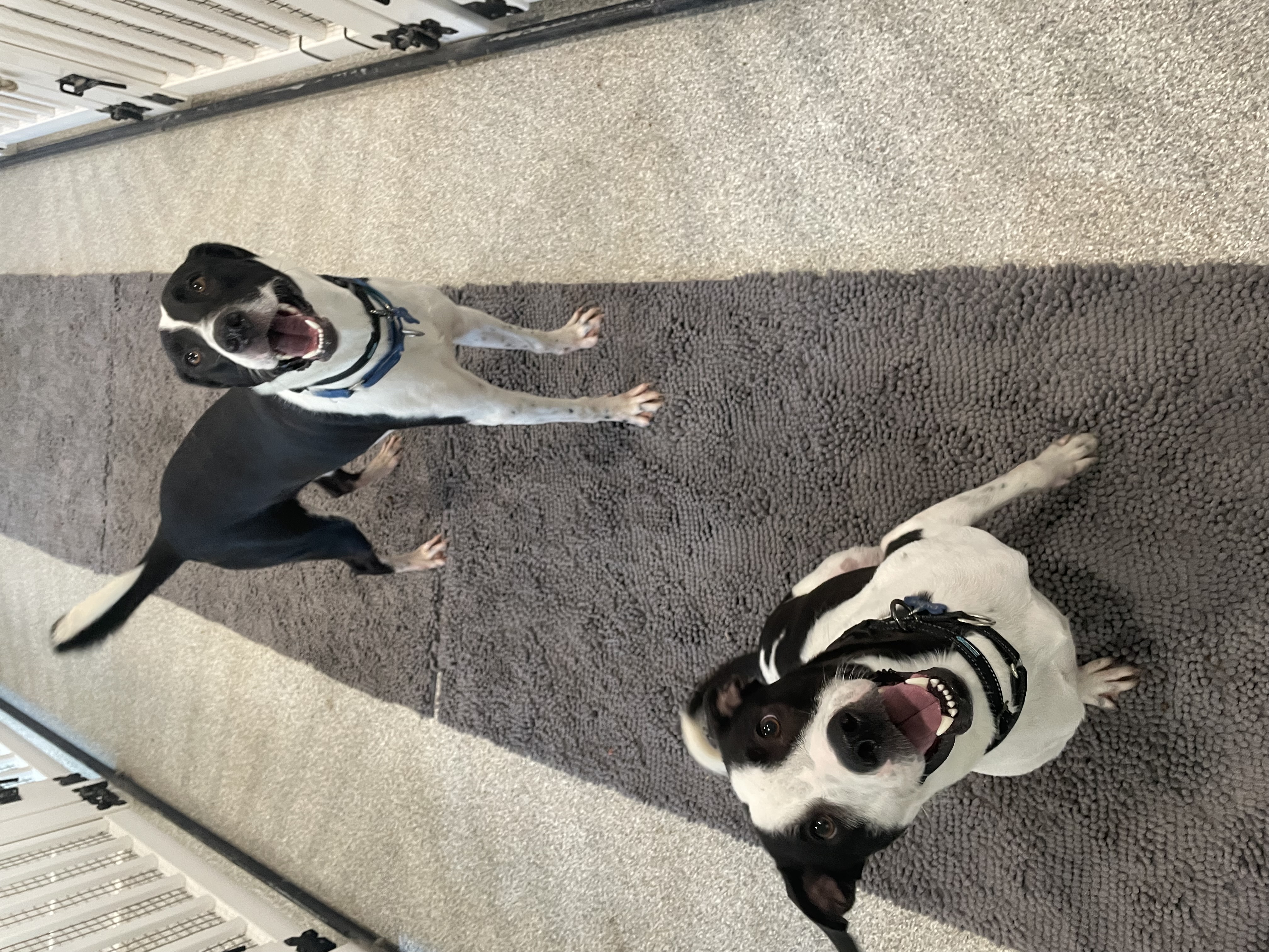 Enlarge Duke, a Adoptable mixed breed in Inez, TX image 3/6