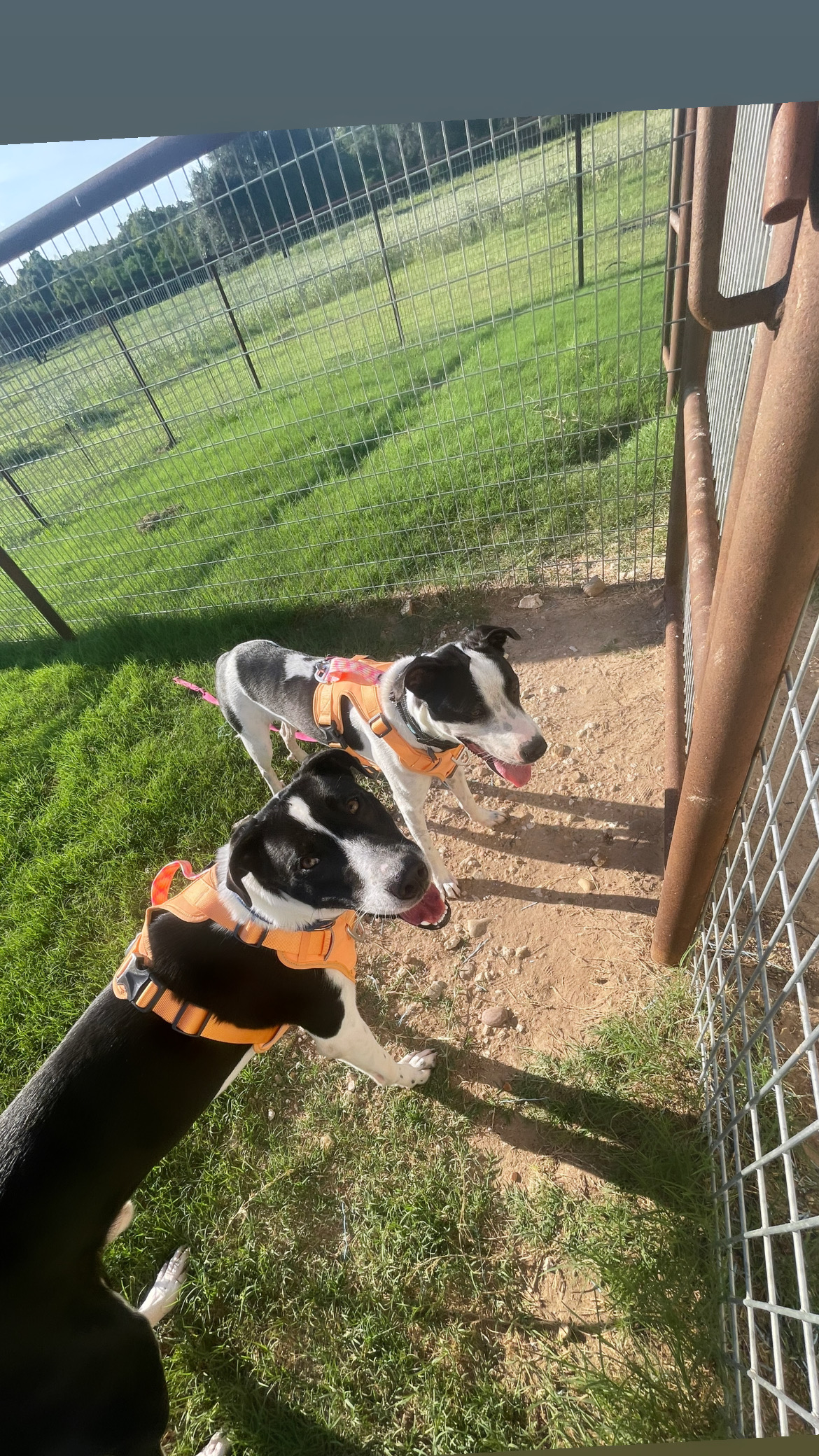 Enlarge Duke, a Adoptable mixed breed in Inez, TX image 4/6