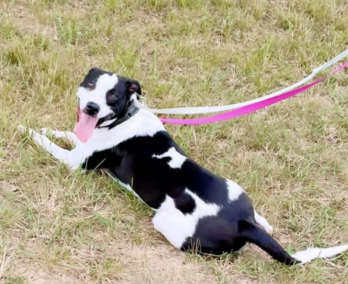 Duke, Adoptable, Adult Male Labrador Retriever.